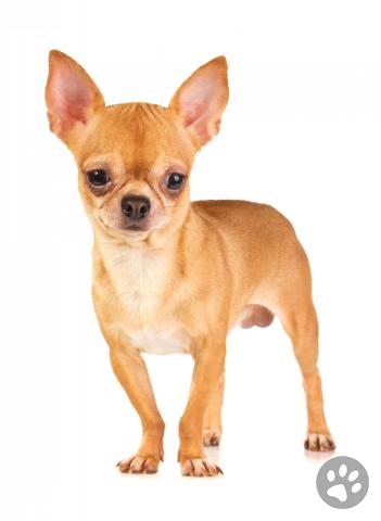 Chihuahua (smooth Coat) | Pedigree Pets