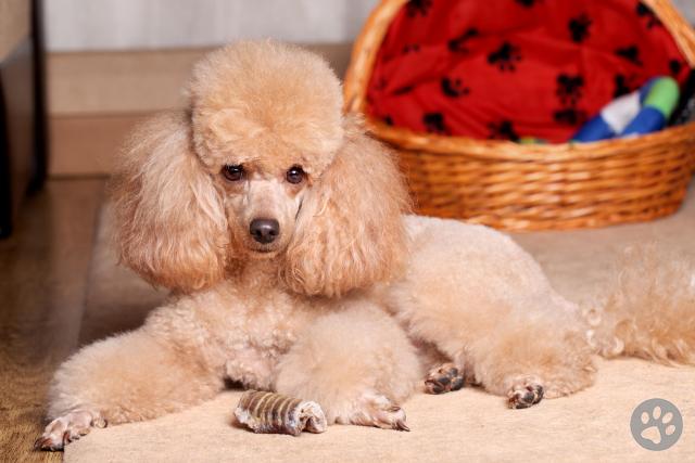 pedigree miniature poodle