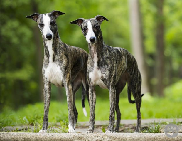 Whippet pedigree hot sale